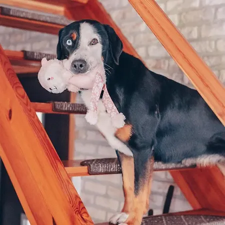 Lipolas-slowlife&guesthouse Jurkow (Luban)